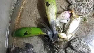bí ẩn về loài ếch
