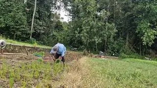 FARMERS' AMAZING MANUAL SKILLS PLANTING RICE WITH PERFECT PRECISION! -Agriculture Farming