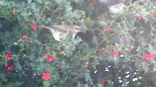 Redwings and Fieldfares