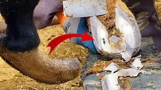 Ослику давно не подстригали копыта; после процедуры стало намного легче!