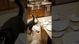 Innocent Dog Guilty Cat Another Mess Same Chaos Unfolds Now #pets #funny #cats