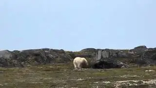 Polar Bear Foraging