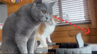 Katsuobushi party with the boss cat