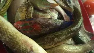 Double Net fishing