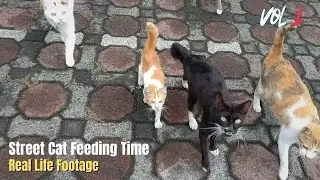 Street Cat Feeding — Real Life Footage  Episode 1