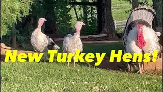 Unboxing New Royal Palm Turkey Hens!