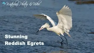 Photographing Reddish Egrets