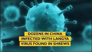 Dozens in China infected with Langya virus found in shrews