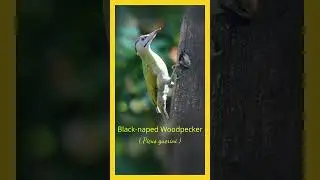 Birds of Thailand :  The Black-naped Woodpecker (Picus canus) #birds  #nature #thailand