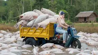 Interesting Fishing Techniques: New Best Hook Fishing, Catch A Lot Of Big Mud Fish During Raining