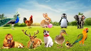 Farm Animal Habitat: Cow, Dog, peacock ,Rabit, Cat, Camel, Chicken - Animal Moments