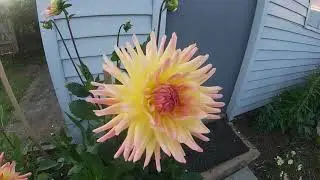 Episode 5 - Garden tour (1 December 2020)