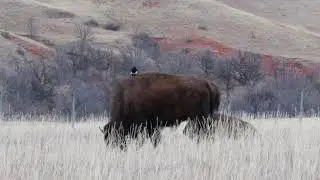 magpie on bison