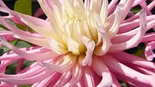 Pink Cactus Dahl&iacute;a - Dal&iacute;ur - Glitf&iacute;fill  - Bleik bl&oacute;m - Sumarbl&oacute;m