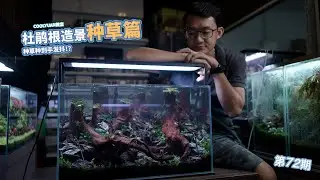 杜鹃根造景种草篇种草种到手发抖！？ep72