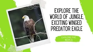 Eagle Facts and Habitat Exploration | Explore The World