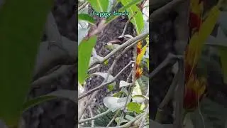 birds#commoniora#iorabird #birdlovers#birdwatchers #yellowbreastedflowerpeckers #birdsounds#shorts