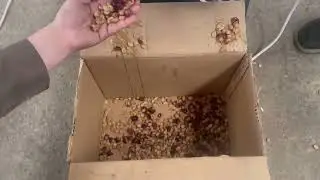 Coffee bean peeling machine