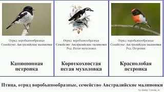 Птица, отряд воробьинообразные, семейство Австралийские малиновки мухоловка петроика мухоловки
