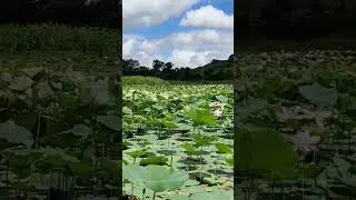 #nature #shorts #shortvideo #whatsappstatus #reels #clouds #lotus #pink #sky #follow