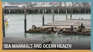 Sea Mammals and Ocean Health | VOA Connect