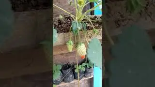My mini strawberry garden😊