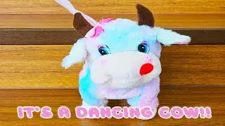 MY COW CAN DANCE!! IT'S A DANCING COW!
