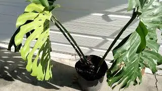 Standard Shipping Giant Monstera - 40 Inch Leaf - RedneckShrek Etsy