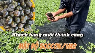 Thăm ao ốc bươu đen ( ốc nhồi ) của khách hàng nuôi thành công mật độ dày 500con/1m2