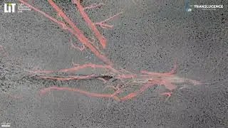 LIT Translucence Mouse Brain Vasculature 10x