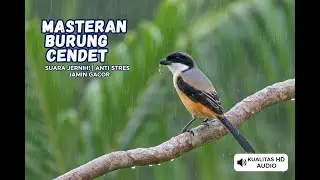 🔴 LIVE Cendet Gacor Nonstop 🔥 | Suara Tajam & Ngebren #masteranjernih #masteranburung #live