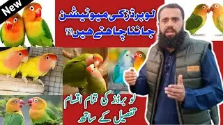 Love Birds Mutations Video for New Fanciers || Love Birds ki Basic mutations In Urdu Hindi