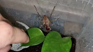 Brazilian Wandering Spider feeding (Phoneutria nigriventer)