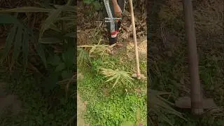 Ginger and turmeric Harvesting 🌿🫚#trending#ytshorts#youtubeshorts#shortvideo#shorts#youtube#viral