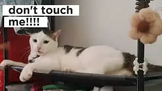 Let's play with Momon #catvideos #kucingcomel #kucingbermain
