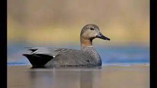 Schnatterente - Anas strepera