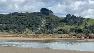 NZ fairy tern foraging at Pakiri River Estuary