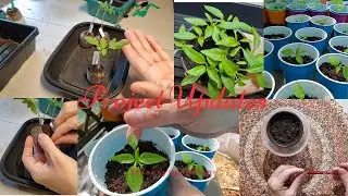 Updates on Tomatoes in Peat Pellets and Dehydrated Cayenne Seed Experiment #2