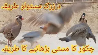 Chakor ka masti kaise badhaye