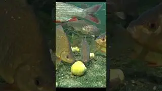 Red tail shark #red tail shark #rainbow shark #shark #fish #shark life
