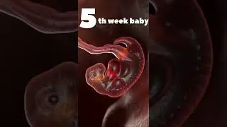 Fetal Development | The Creator's Miracle 🤰🏻💞👶🏻 #baby #pregnant #babyshorts #foryou #newbornbaby