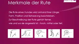 Rute des Hundes