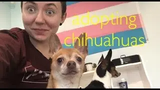 adopting my dogs!