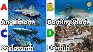Изучение алфавита: животные | Песенка про морских животных | Английский язык и животные для детей...