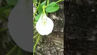 Aparajita budding & spread the light of smile@PunyabhhGarden#shorts#garden#flower flower