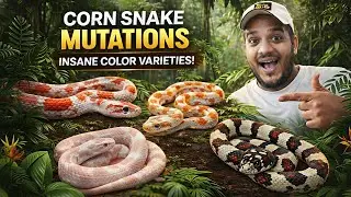 How Do Corn Snake Mutations Happen? 😳🐍 | Amel, Anery, Snow & More Explained | Karnataka Aquarium