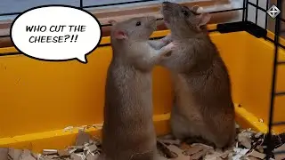Rat Fight! | MAGA's elite talking heads overflow with hate ATTACKING each other with abandon