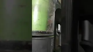 Spiders in a vacuum cleaner