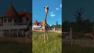 Girl riding a giraffe capture moments | #shorts #youtubeshorts