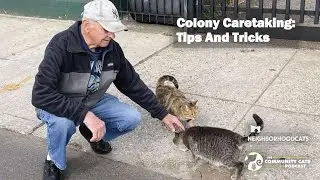 Colony Caretaking Tips and Tricks Presented by Neighborhood Cats - Updated for 2023!